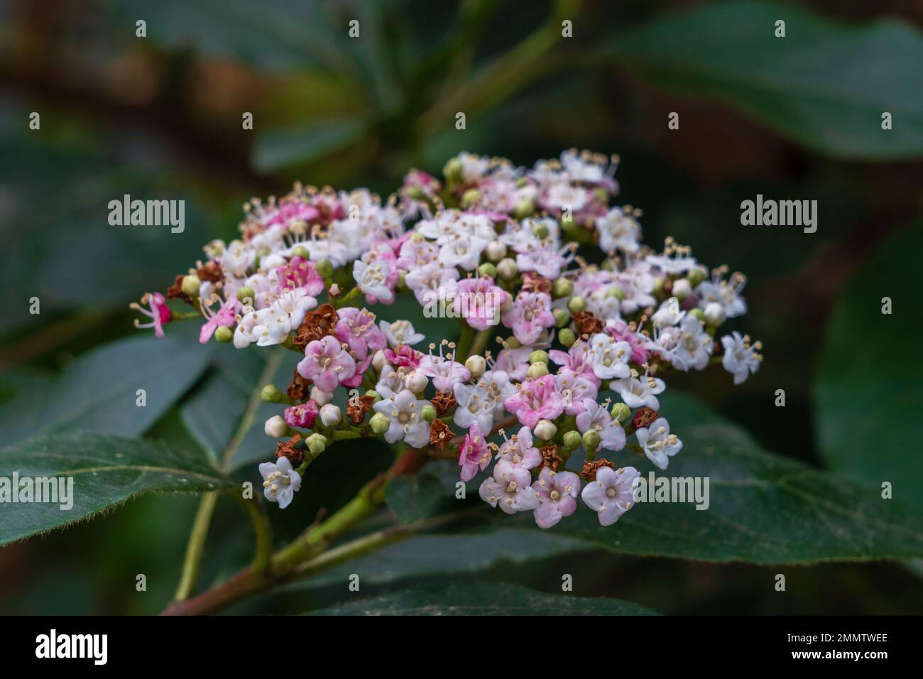 Closeup view of white and pink cluster of flowers of viburnum tinus