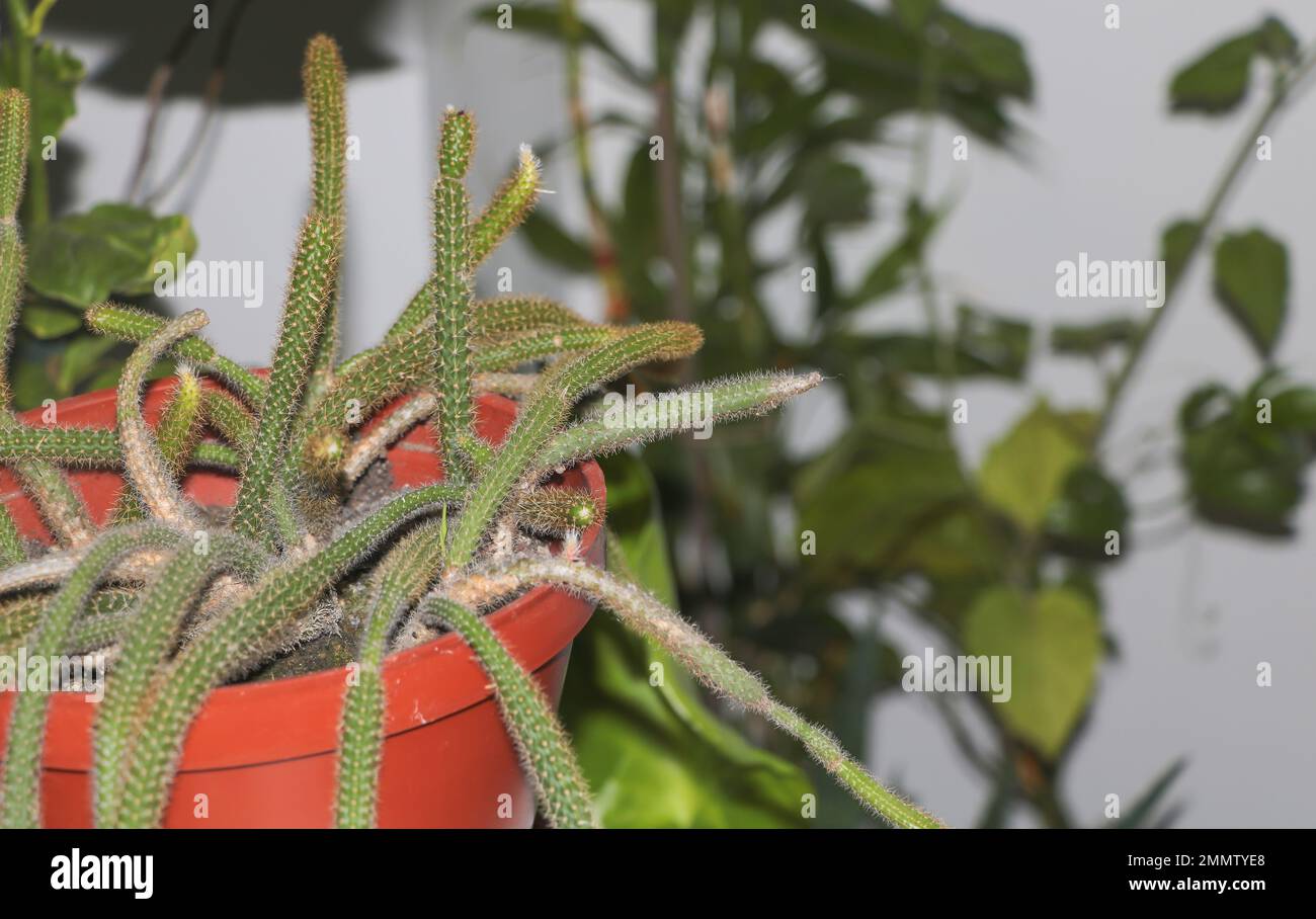 The Indoor Jungle: A Rat Tail Cactus Close-Up Stock Photo