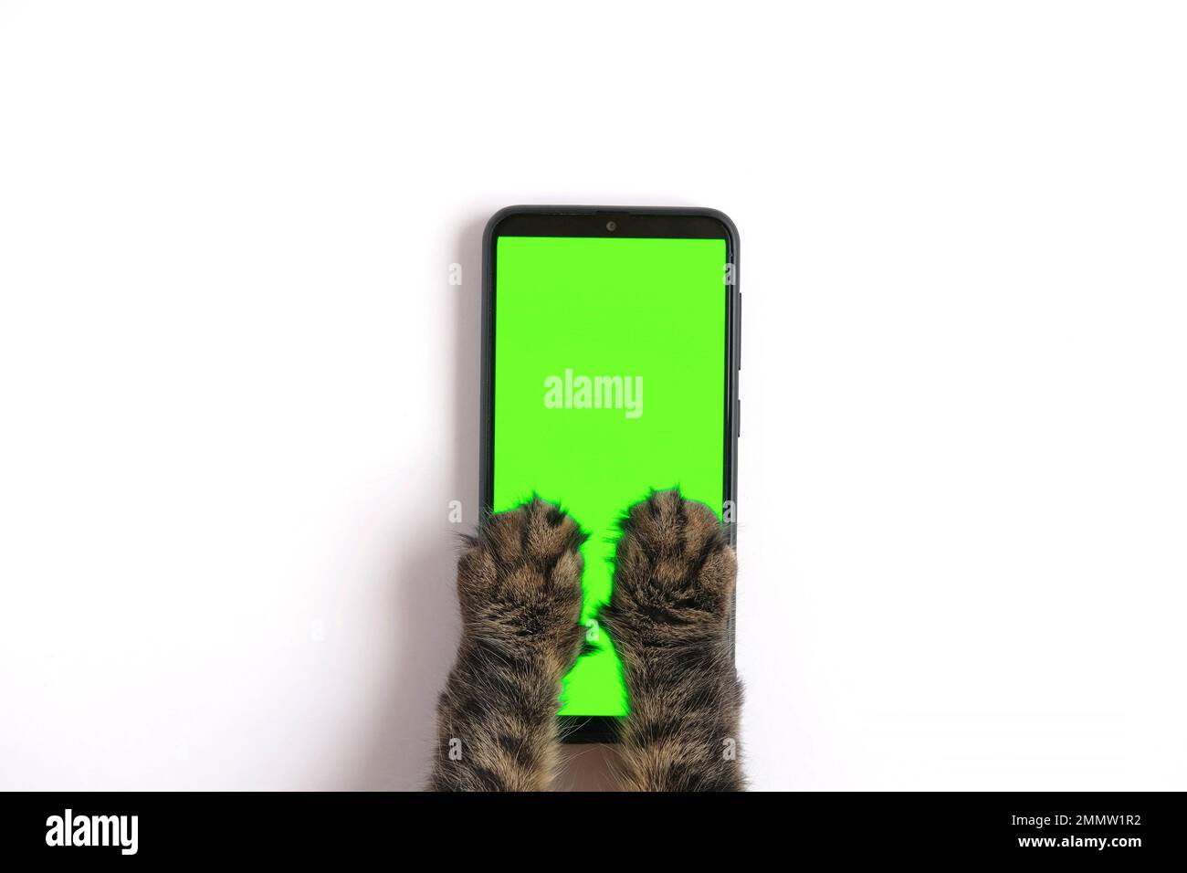Cat paw touching, clicking, tapping and swiping phone with chromakey