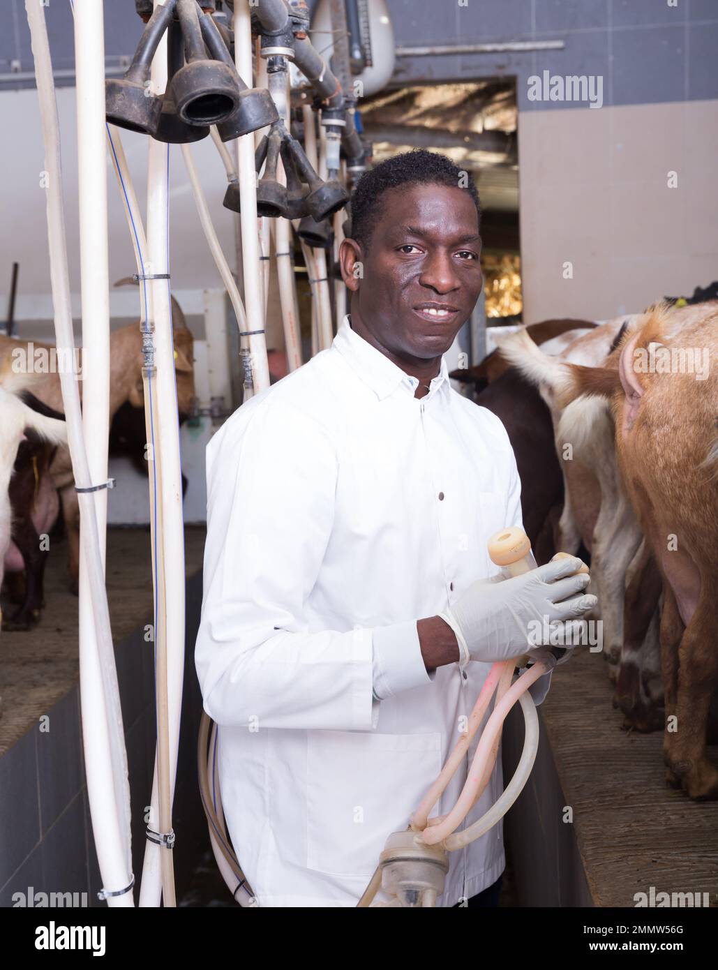 Man milking goats on farm Stock Photo