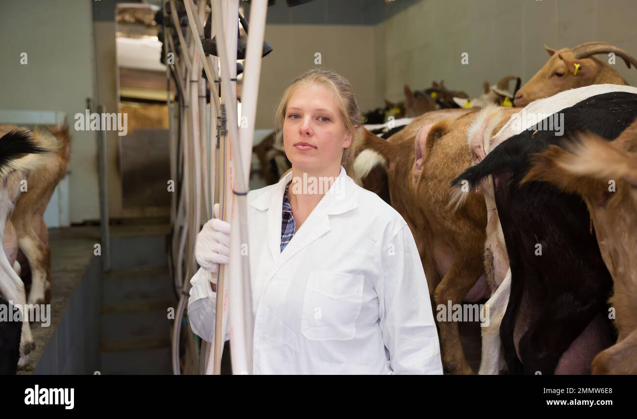 Female farmer preparing equipments for milking of goats Stock Photo