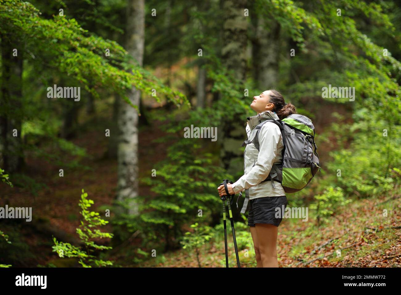 Hiker in a forest breathing fresh air standing alone Stock Photo - Alamy