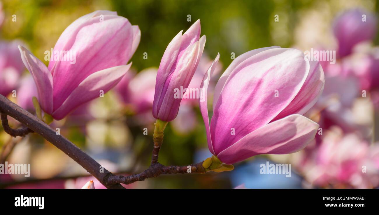 spring garden scenery with magnolia. romantic nature background on a sunny morning Stock Photo
