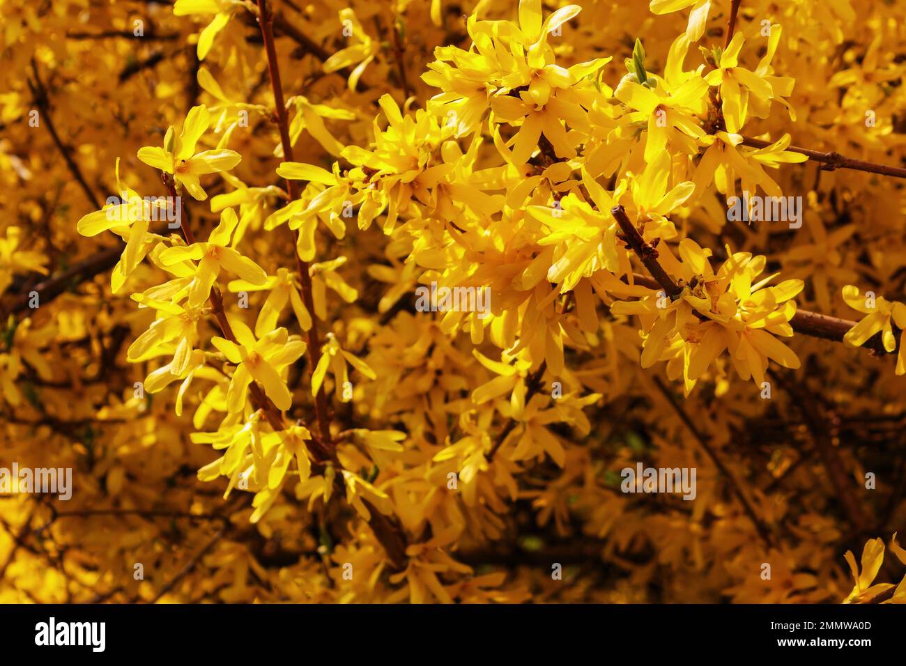 branch of forsythia in yellow blossom. spring nature background Stock Photo