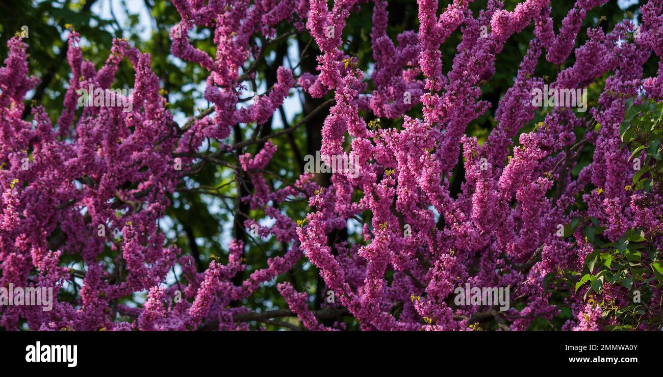 blossoming judas tree in the park. spring nature background Stock Photo