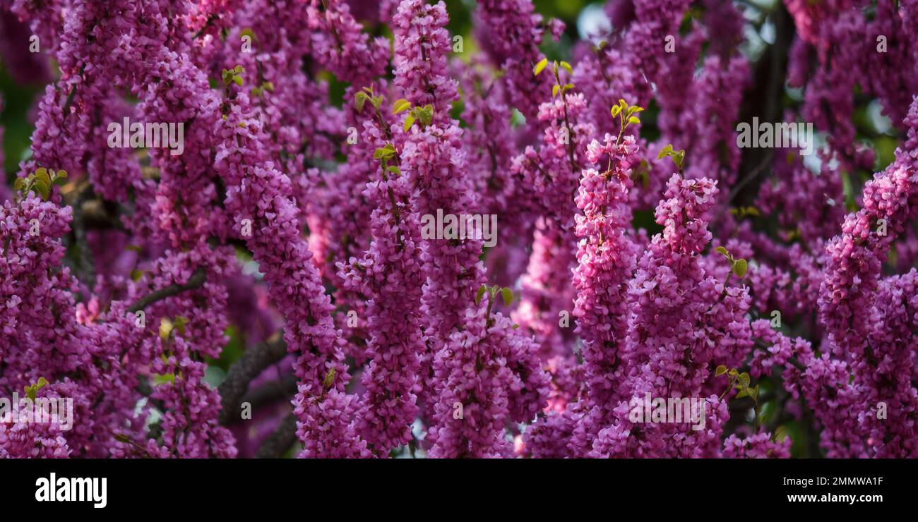 blossoming judas tree in the park. spring nature background Stock Photo