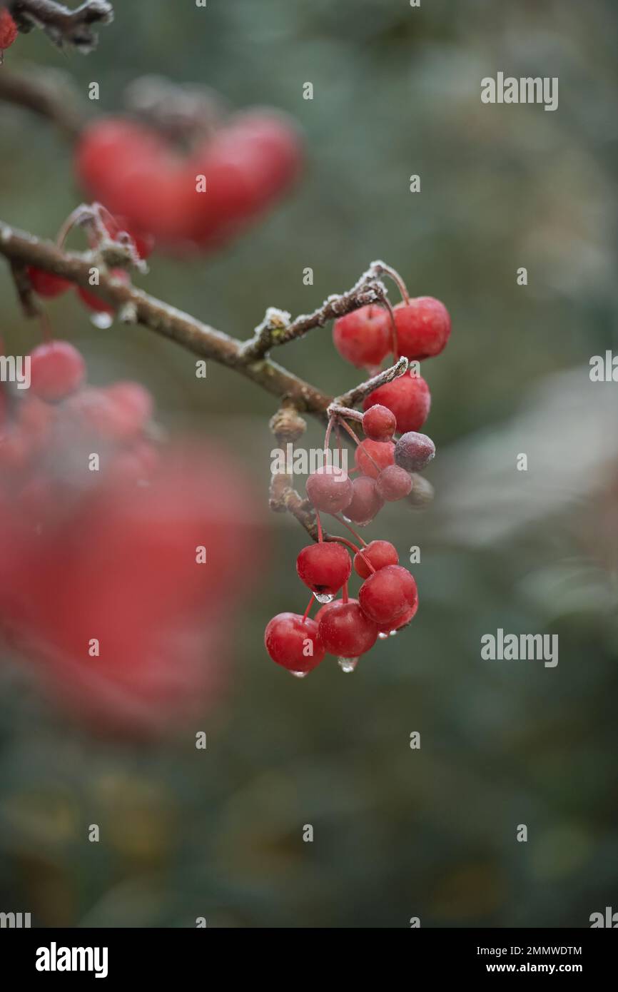 Early morning dew on a crab apple tree in winter Stock Photo Alamy