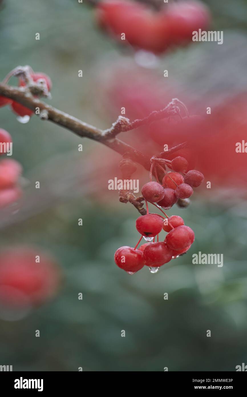 Early morning dew on a crab apple tree in winter Stock Photo Alamy
