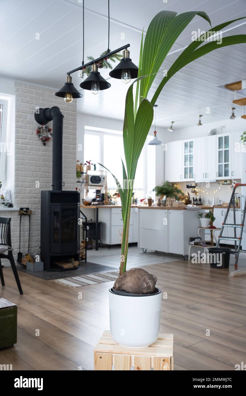 Coconut palm in a pot at home in interior. Green house, care and  cultivation of tropical plants Stock Photo - Alamy