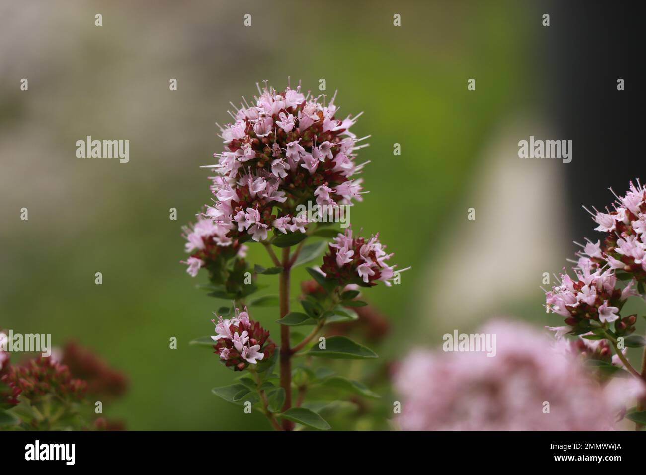 Herbs Origanum majorana in nature Stock Photo