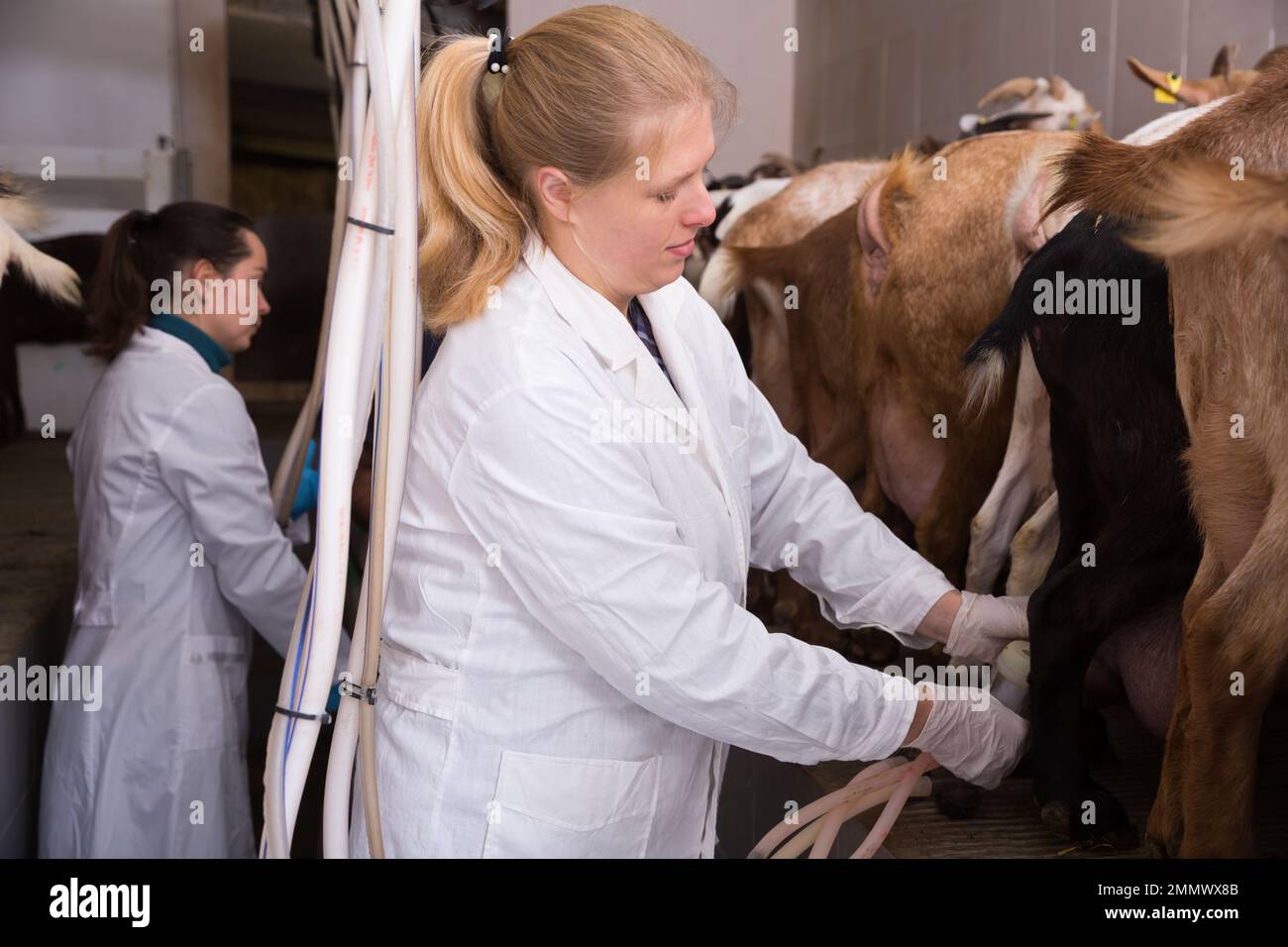 Two women milking goats Stock Photo