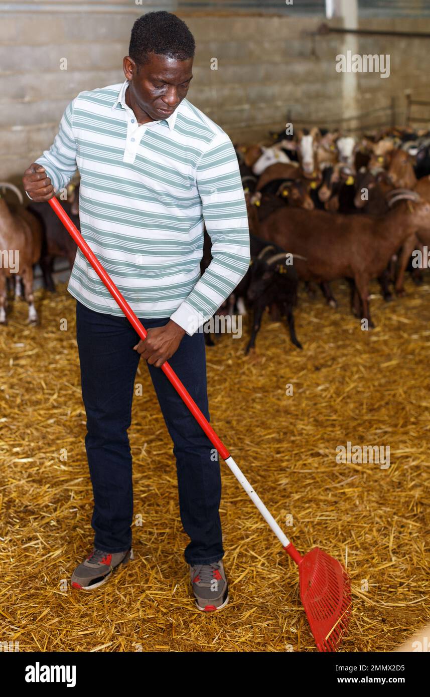 AfricanAmerican man cleaning goat barn Stock Photo Alamy