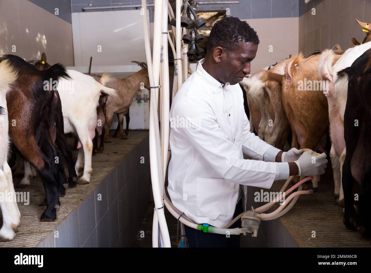 African American farmer milking goats Stock Photo
