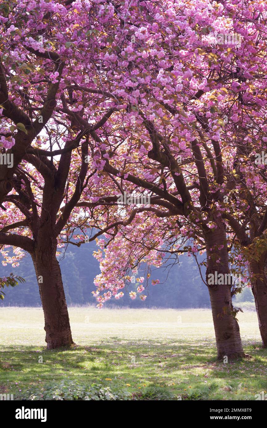 Bright pink cherry blossom trees close up in spring in Norfolk England Stock Photo