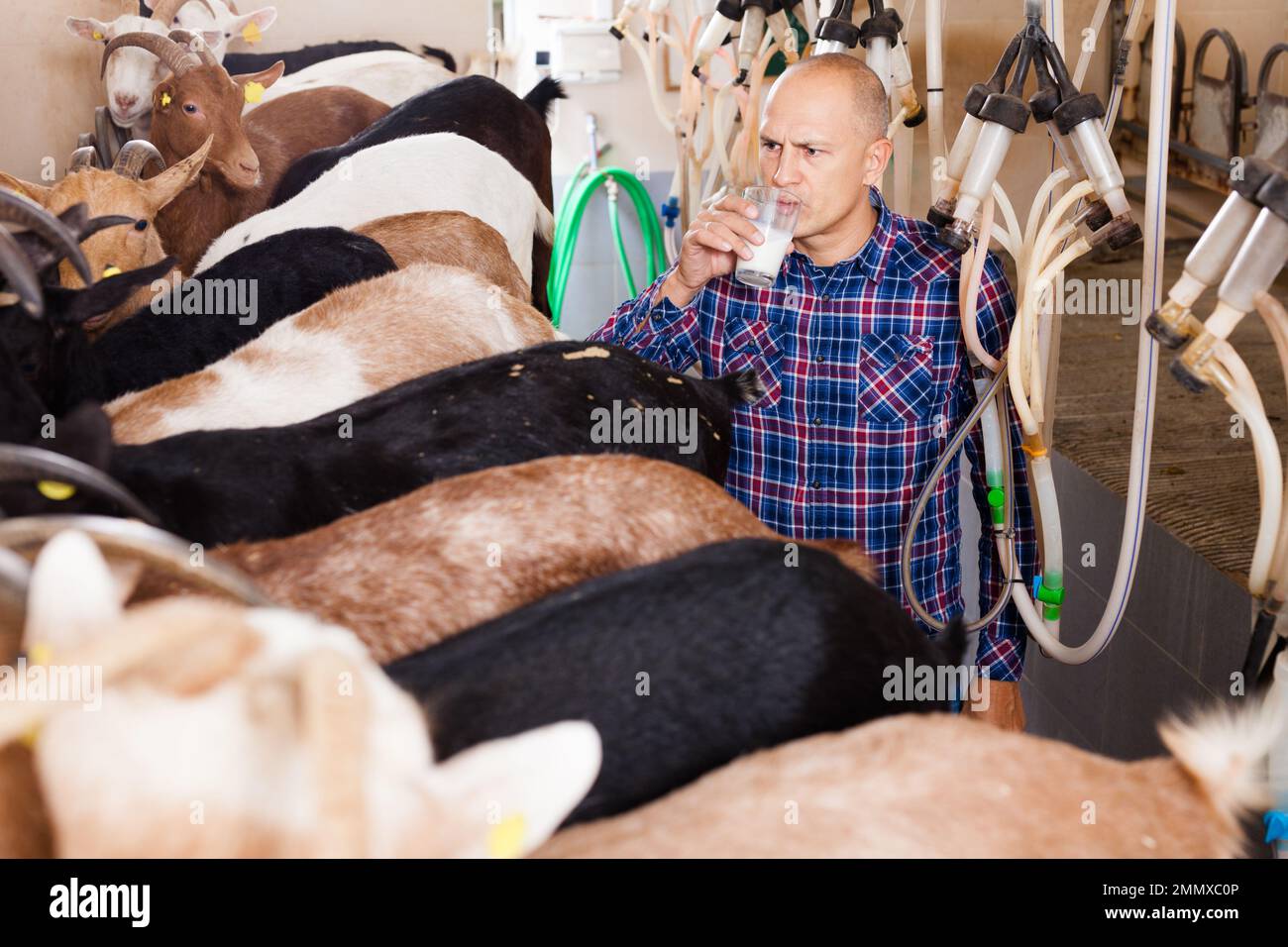 Farmer testing fresh goat milk Stock Photo - Alamy