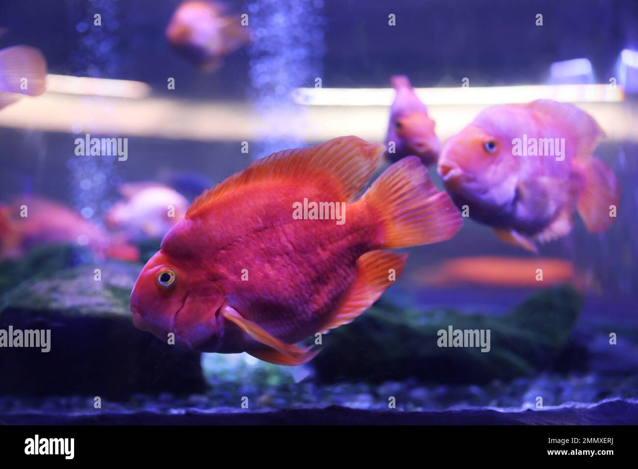 Beautiful blood parrot cichlid fish in clear aquarium Stock Photo