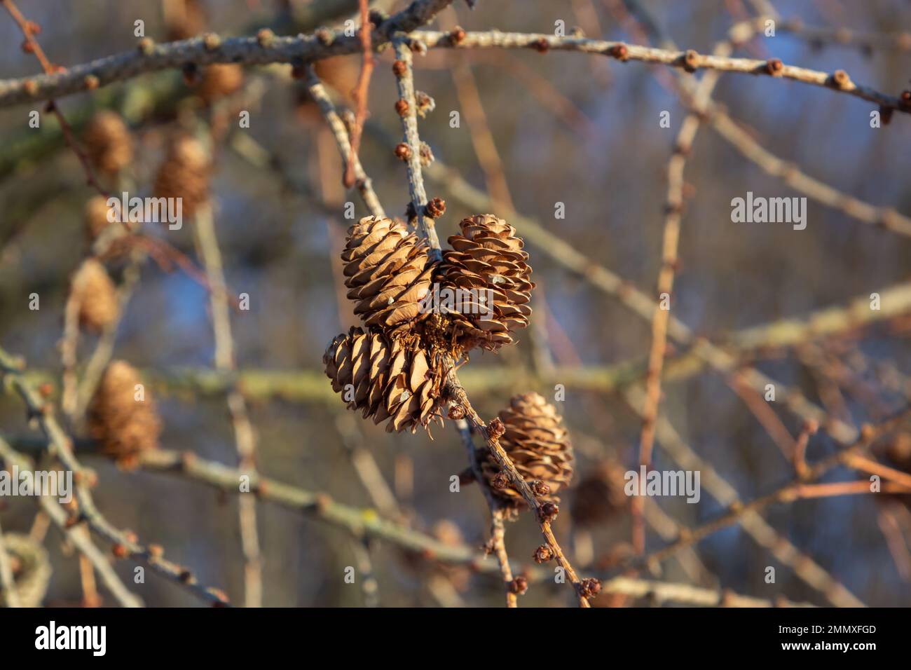 European larch, Larix decidua, tree, detail of branch with cones in winter. Stock Photo