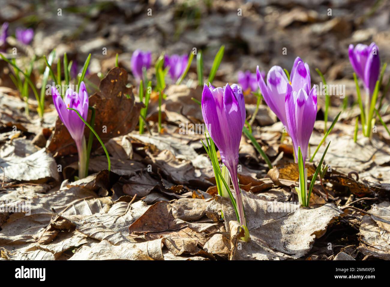 sunlit-purple-crocus-flowers-crocus-tommasinianus-barr-s-purple