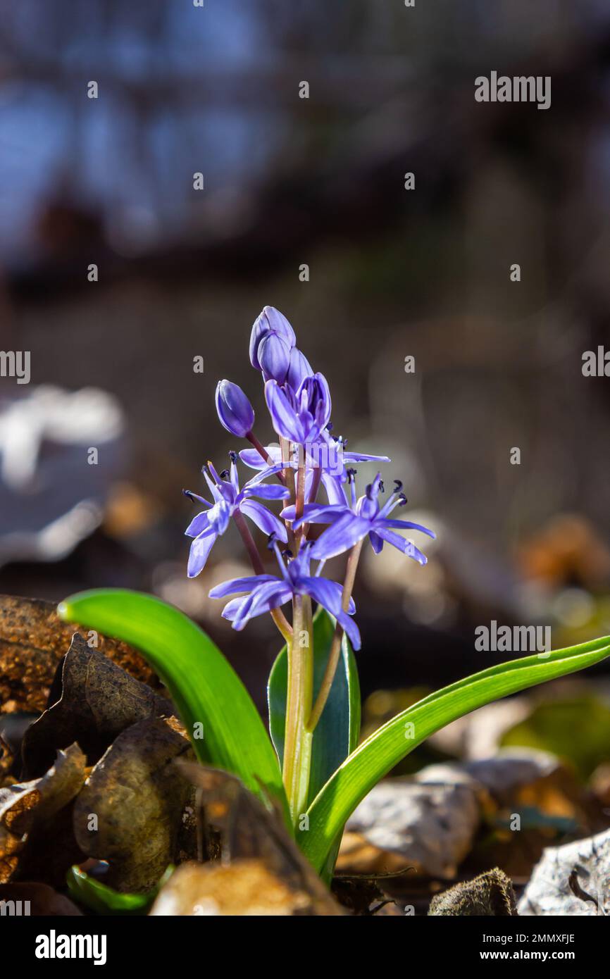 The ephemeroid plant Scilla bifolia blooms in the spring forest against the background of the forest. Scilla bifolia in its natural habitat. Stock Photo