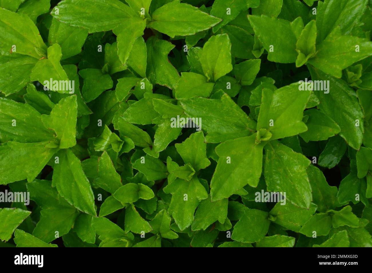 Portrait of the bright green leaves of the Wedelia Flower from various angles. Stock Photo