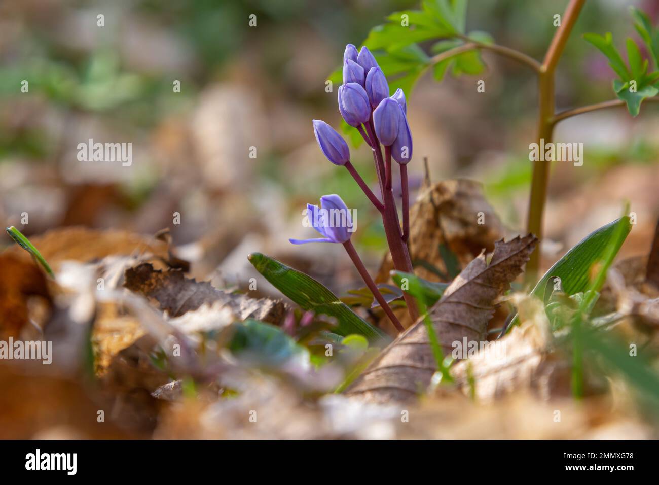 In the spring forest bloom ephemeroid plant Scilla bifolia against the background of the solar disk. Scilla bifolia in a natural habitat. Stock Photo