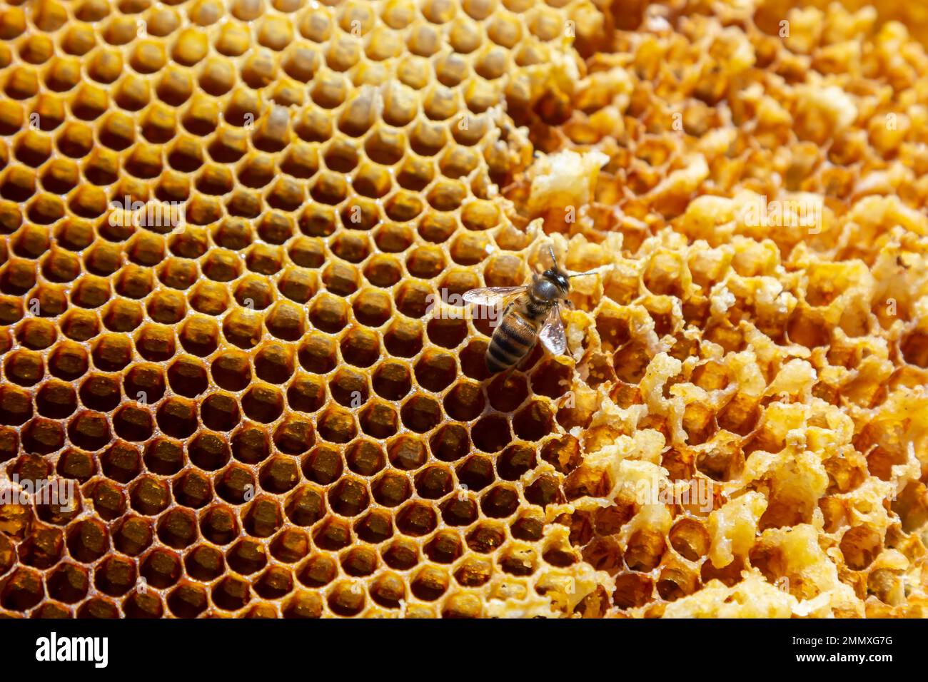 Bees working on honey cells. Close up macro. World Bee Day. Copy paste ...