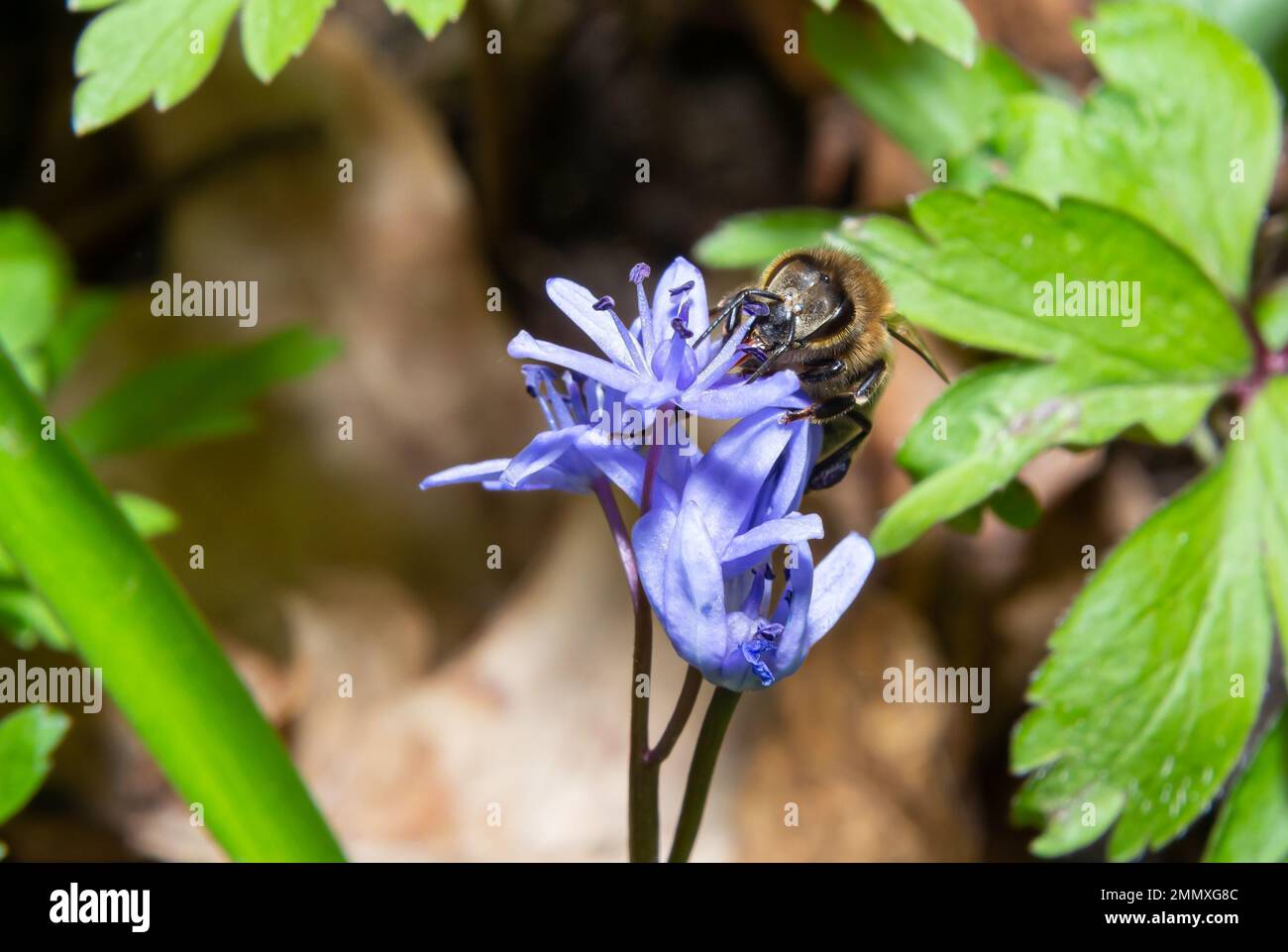 honey bee collects nectar and pollen from the blue slightly wilted