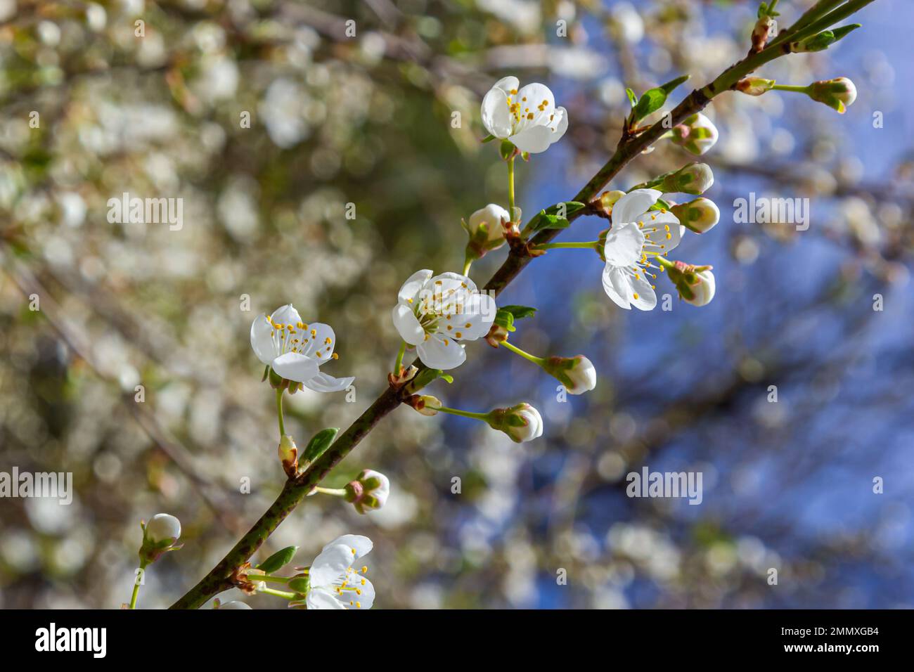Spring blossoms of Spreading Plum tree, Prunus divaricata, white flowers blooming during Spring Sakaru season. Macro closeup. Stock Photo