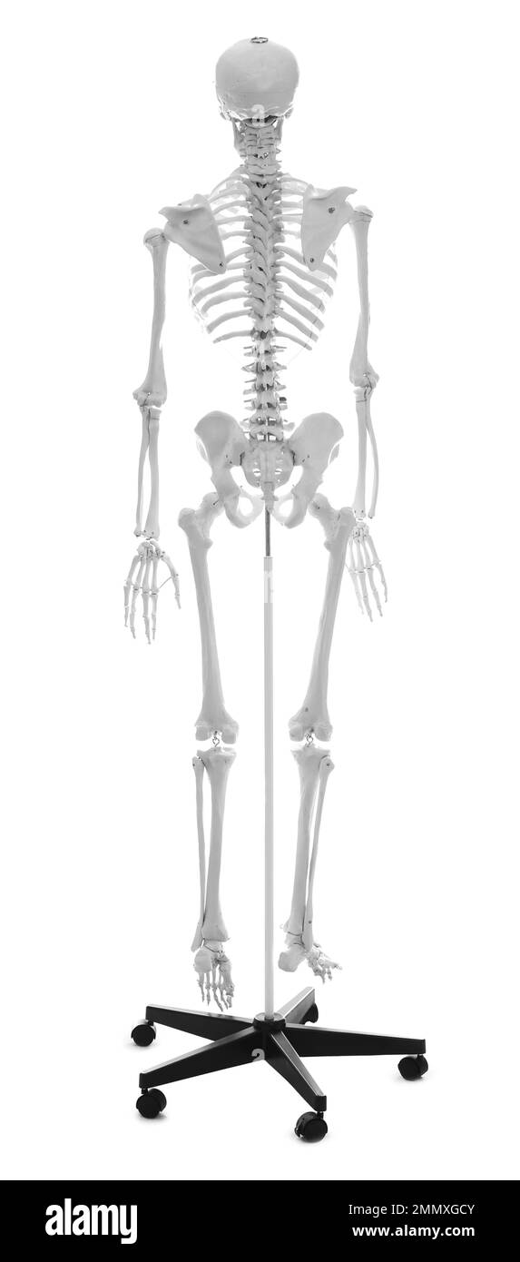 Artificial human skeleton model isolated on white Stock Photo Alamy
