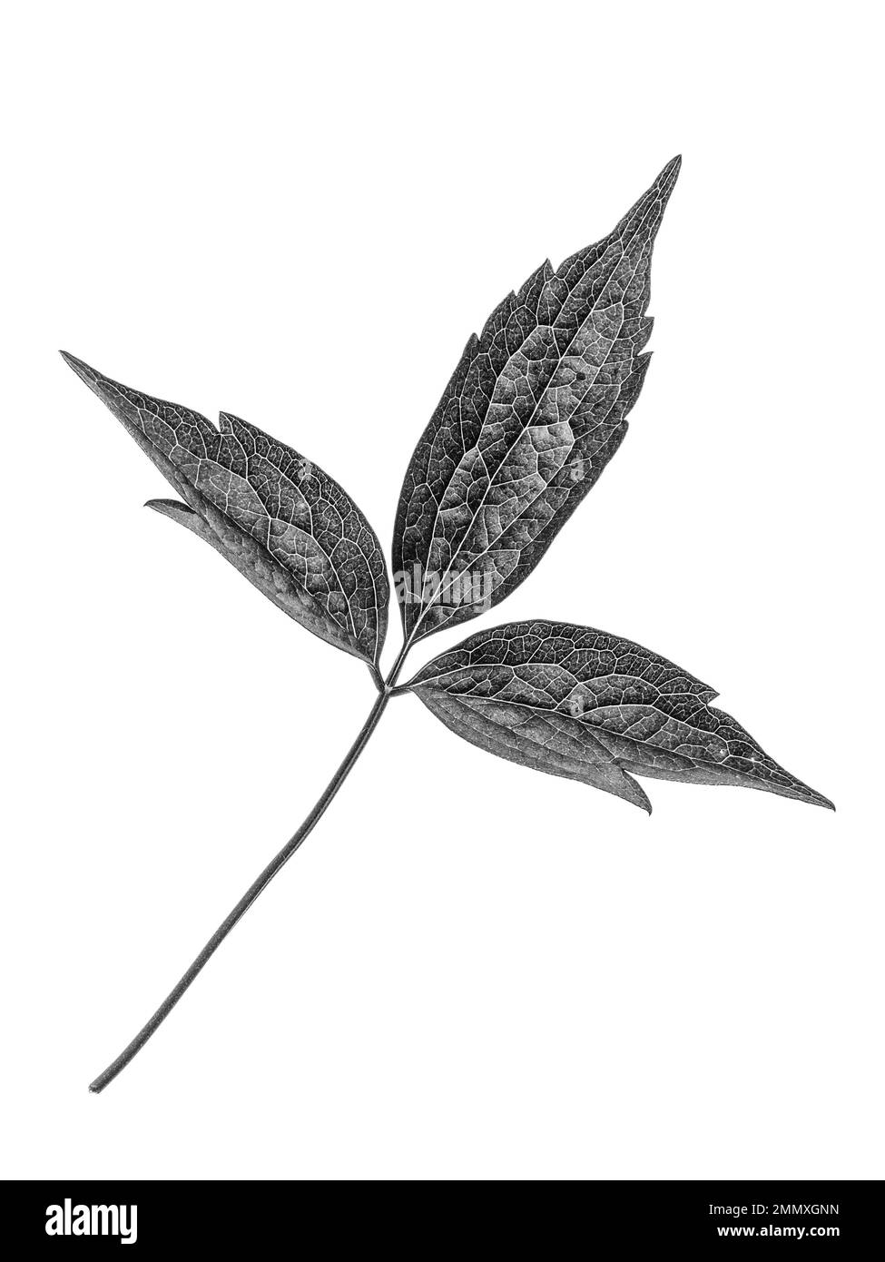 A black and white close up of a single Clematis montana leaf against a white background. Stock Photo