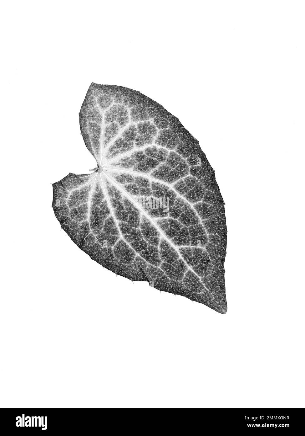 A black and white close up of a single Epimedium leaf against a white background. Stock Photo