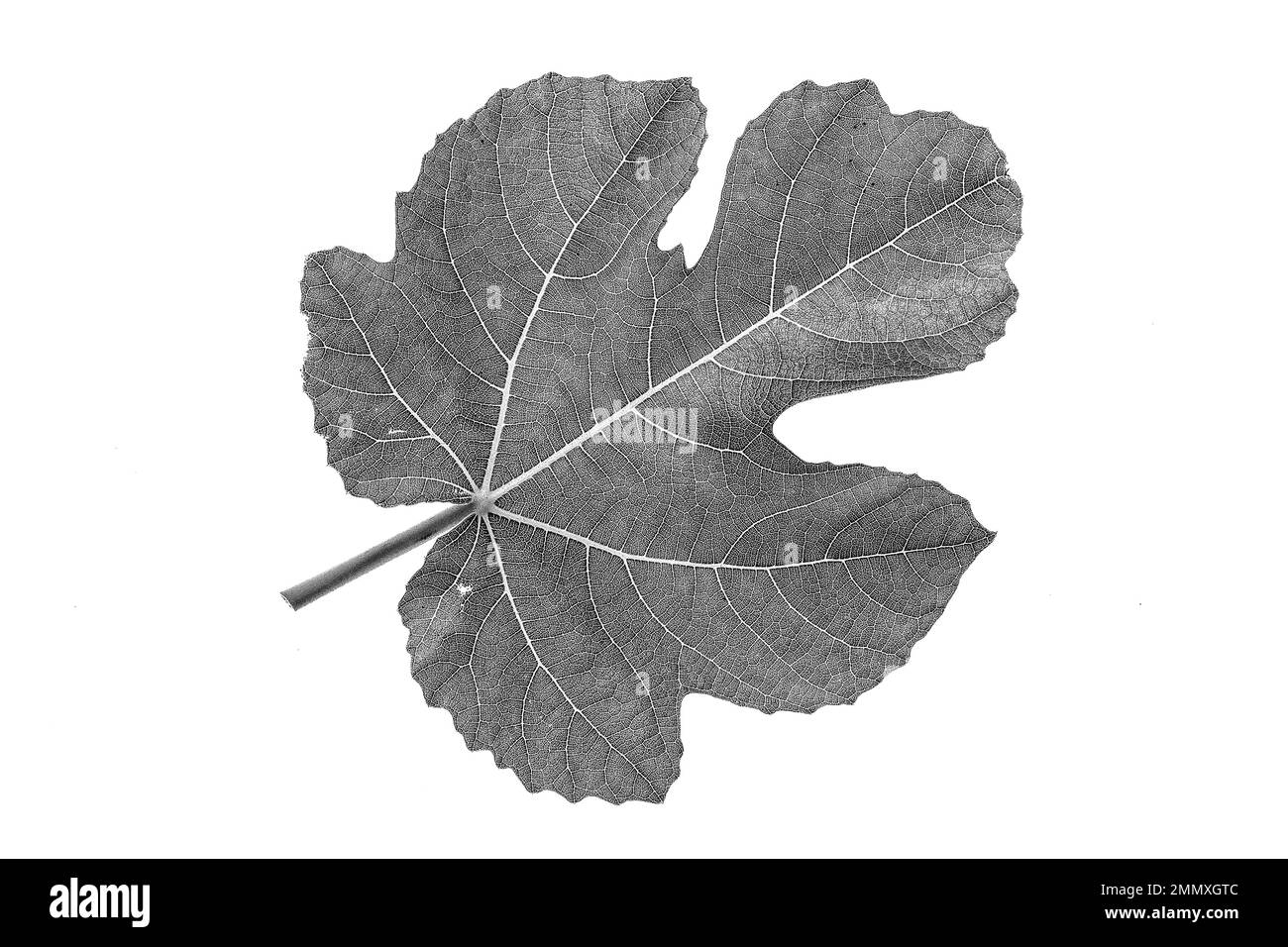 A black and white close up of a single fig leaf against a white background. Stock Photo