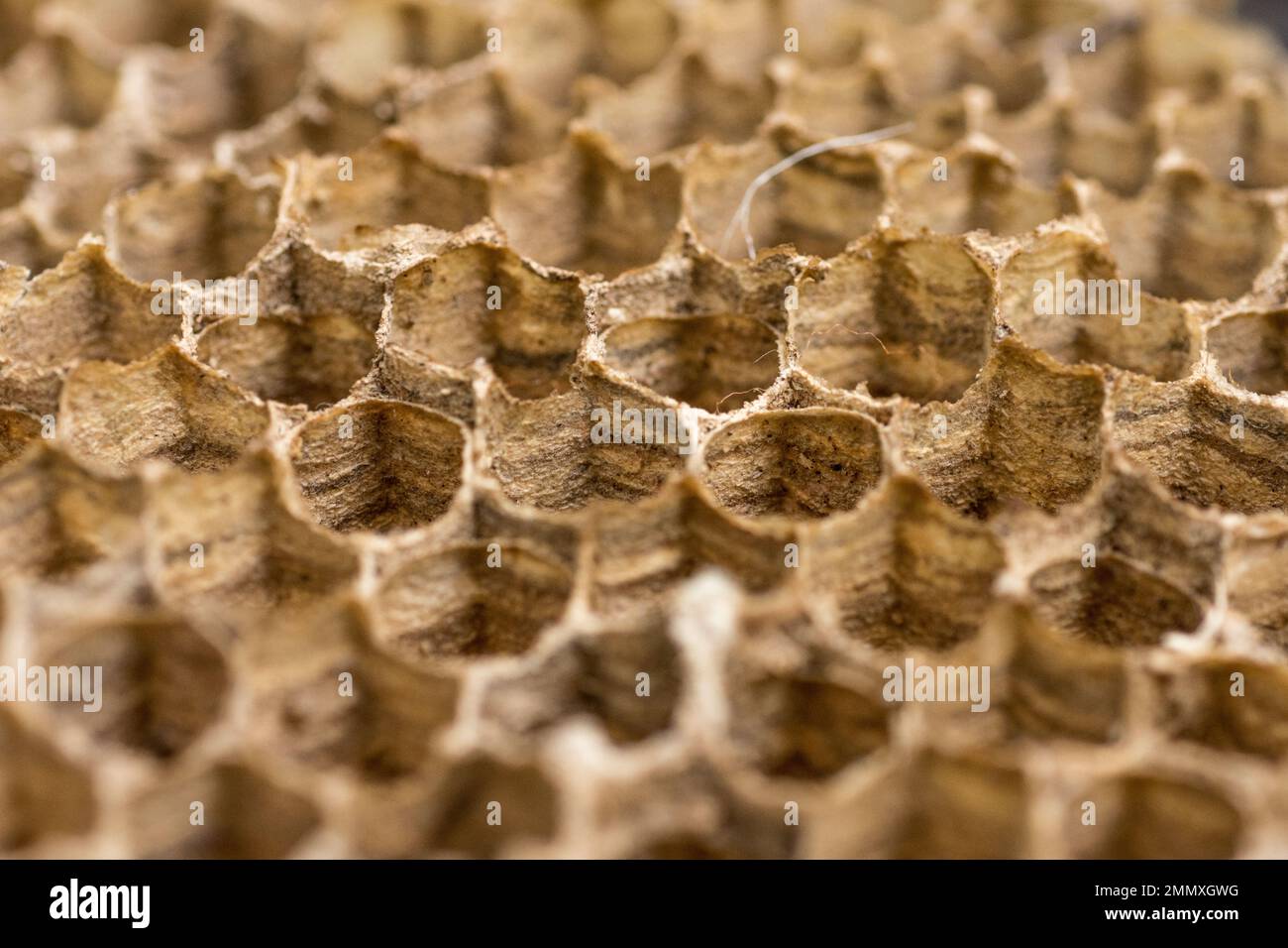 A close up of part of and old wasps nests showing the hexangle shape of the cells Stock Photo