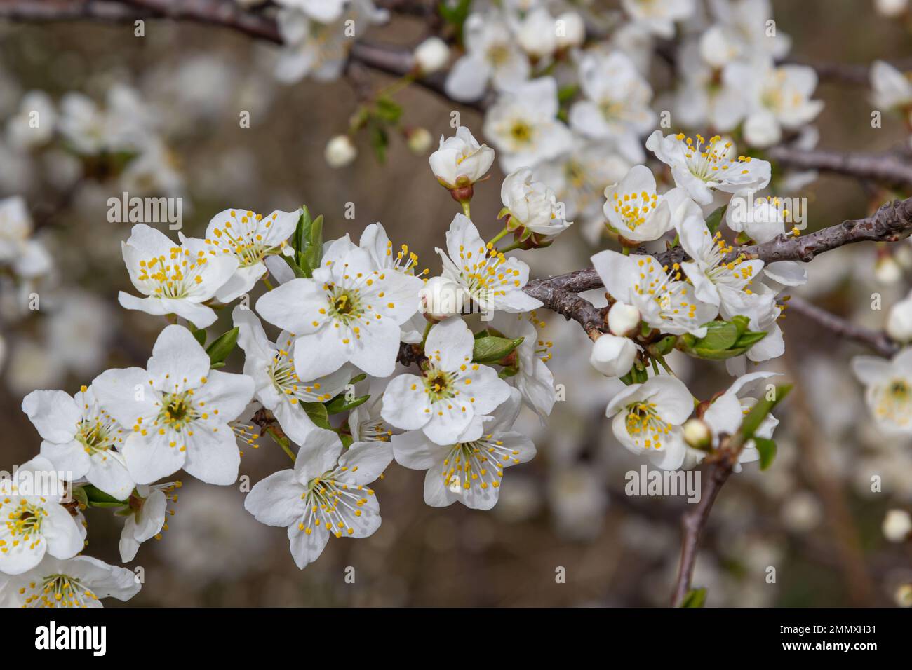 Wild White Plum Blossoms Close Up In A Forest On A Sunny Spring Day wild-white-plum-blossoms-close-up-in-a-forest-on-a-sunny-spring-day