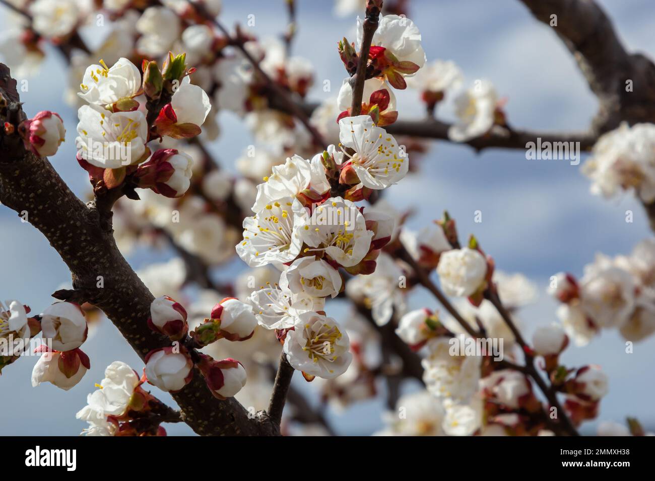 Bloom flower apricot tree. Apricot tree flowers with soft focus. Spring white flowers on a tree