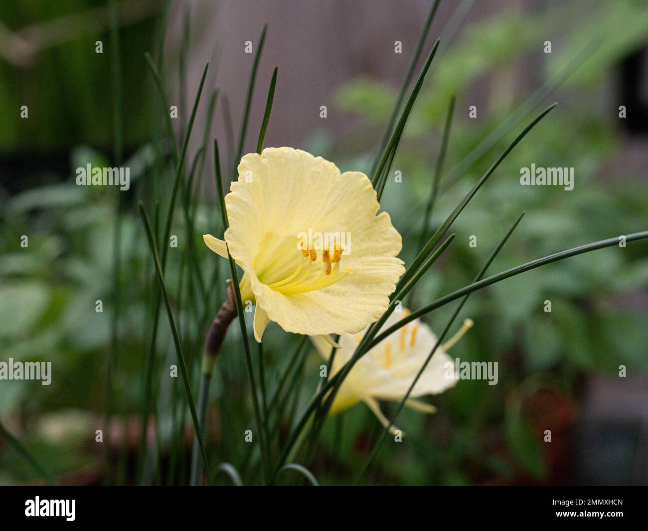 A close up of the primrose yellow trumpet shaped flower of the miniature daffodil Narcissus romieuxii Stock Photo