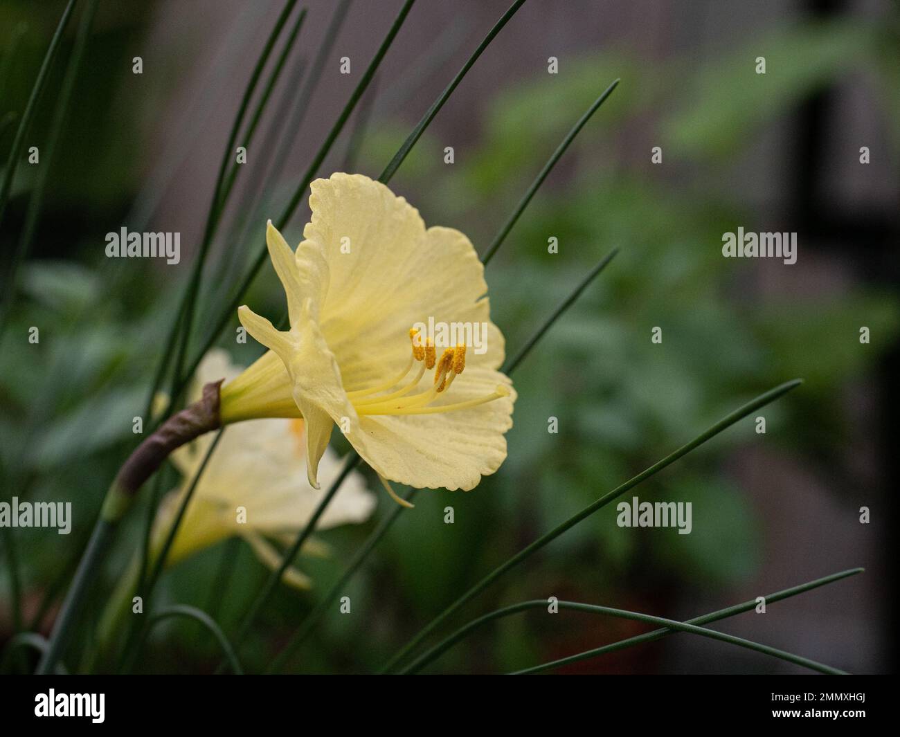 A close up of the primrose yellow trumpet shaped flower of the miniature daffodil Narcissus romieuxii Stock Photo
