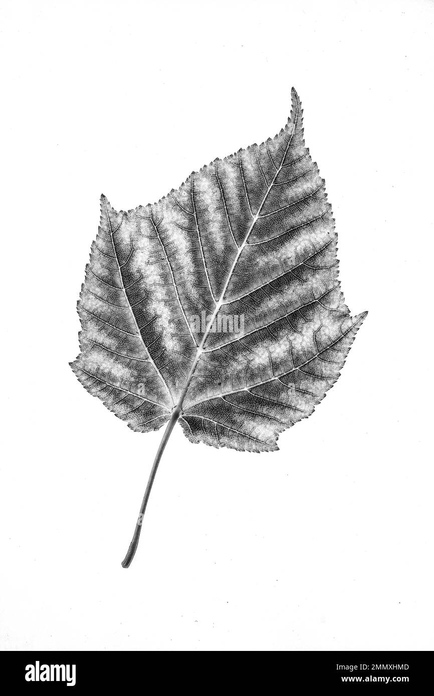 Black and white of maple leaf hi-res stock photography and images - Alamy