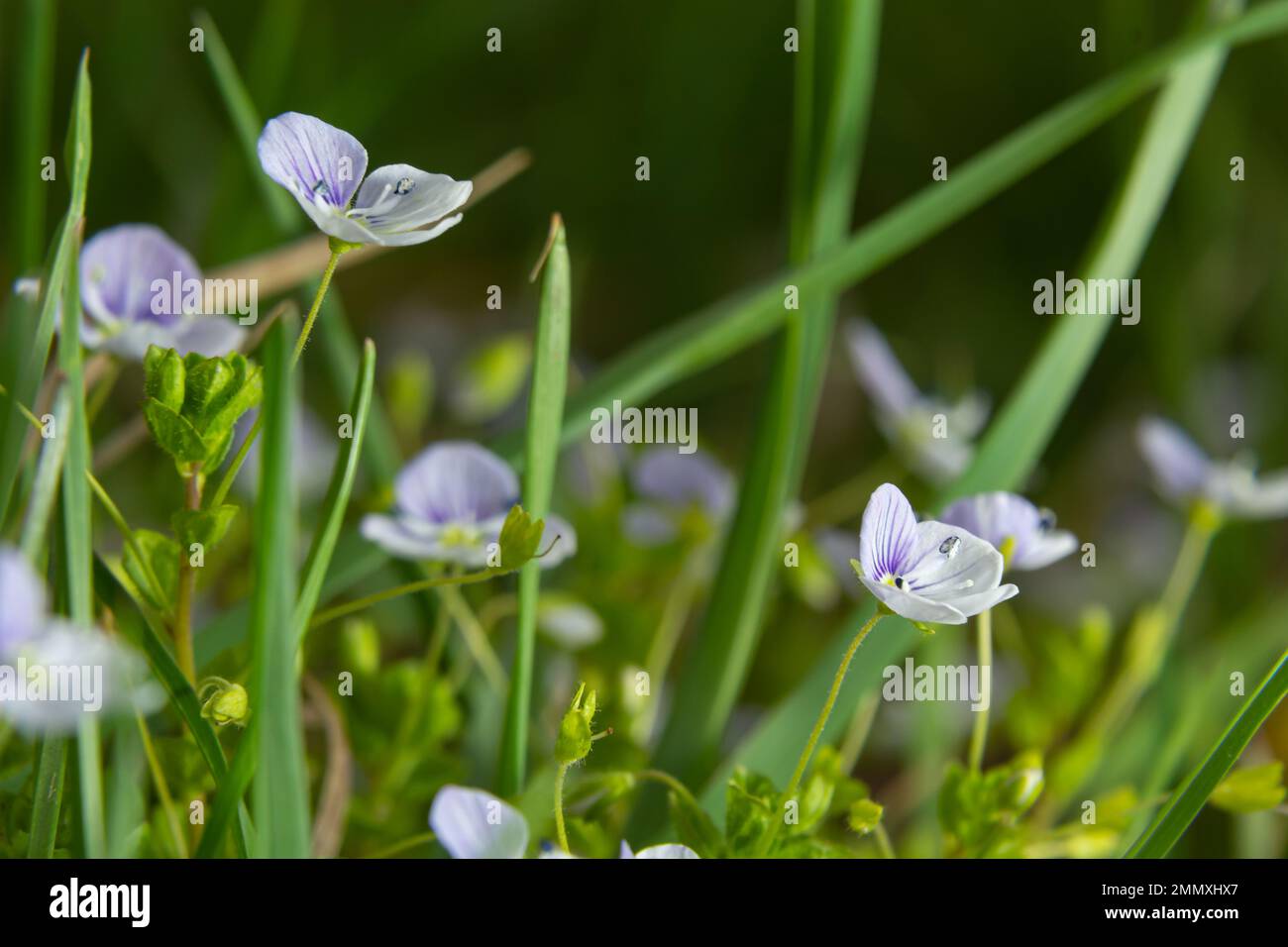 Macro photography of birdeye speedwell, veronica persica, at soft