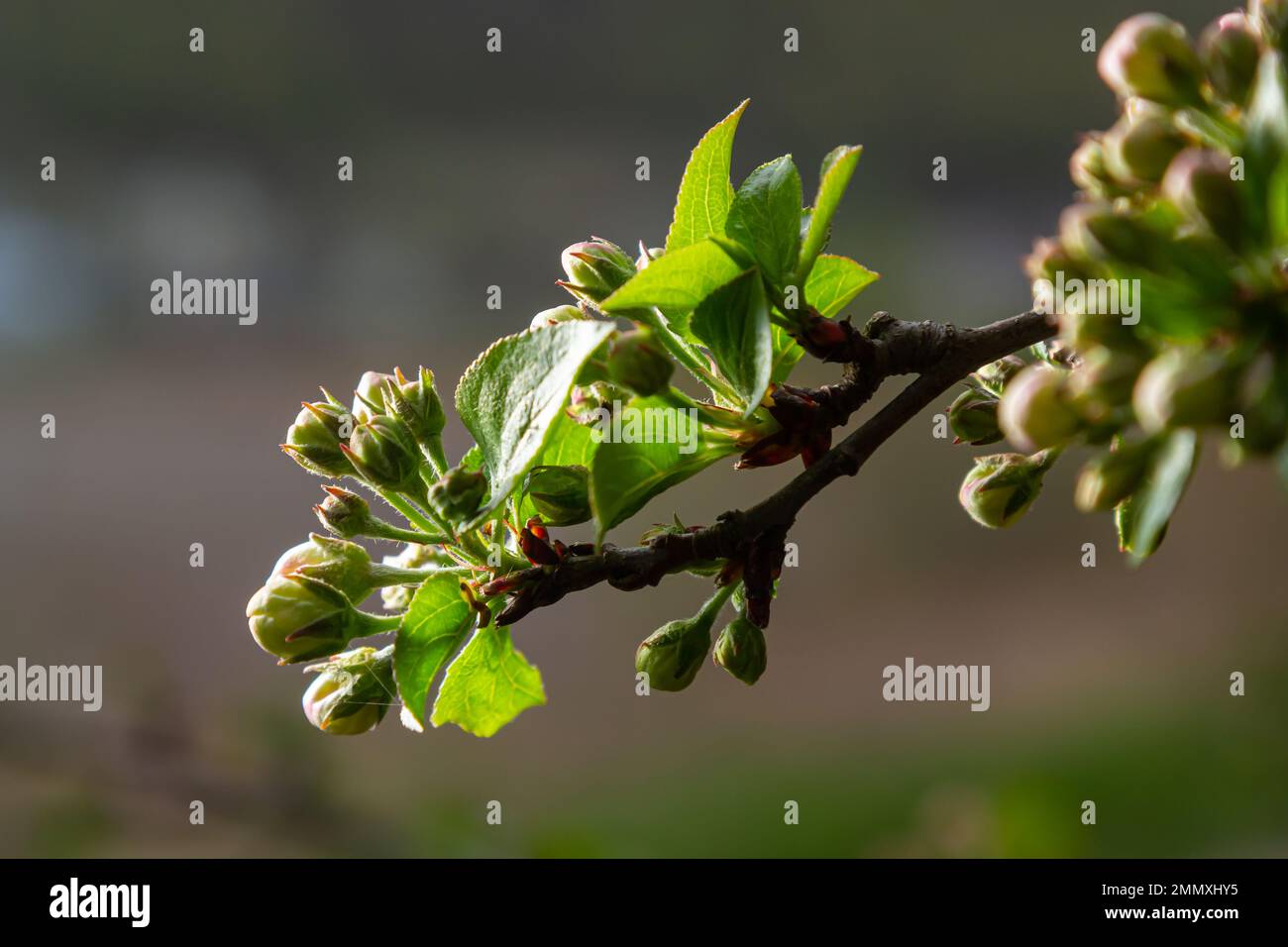 Fresh pink and white blossom flower buds of the Discovery Apple tree, Malus domestica, blooming in springtime. Stock Photo