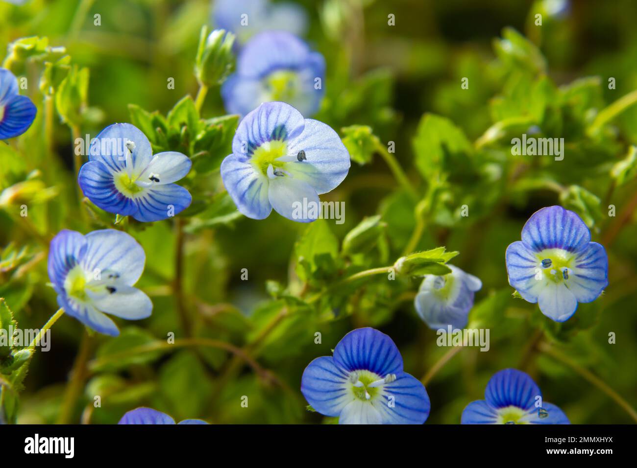 Macro photography of birdeye speedwell, veronica persica, at soft