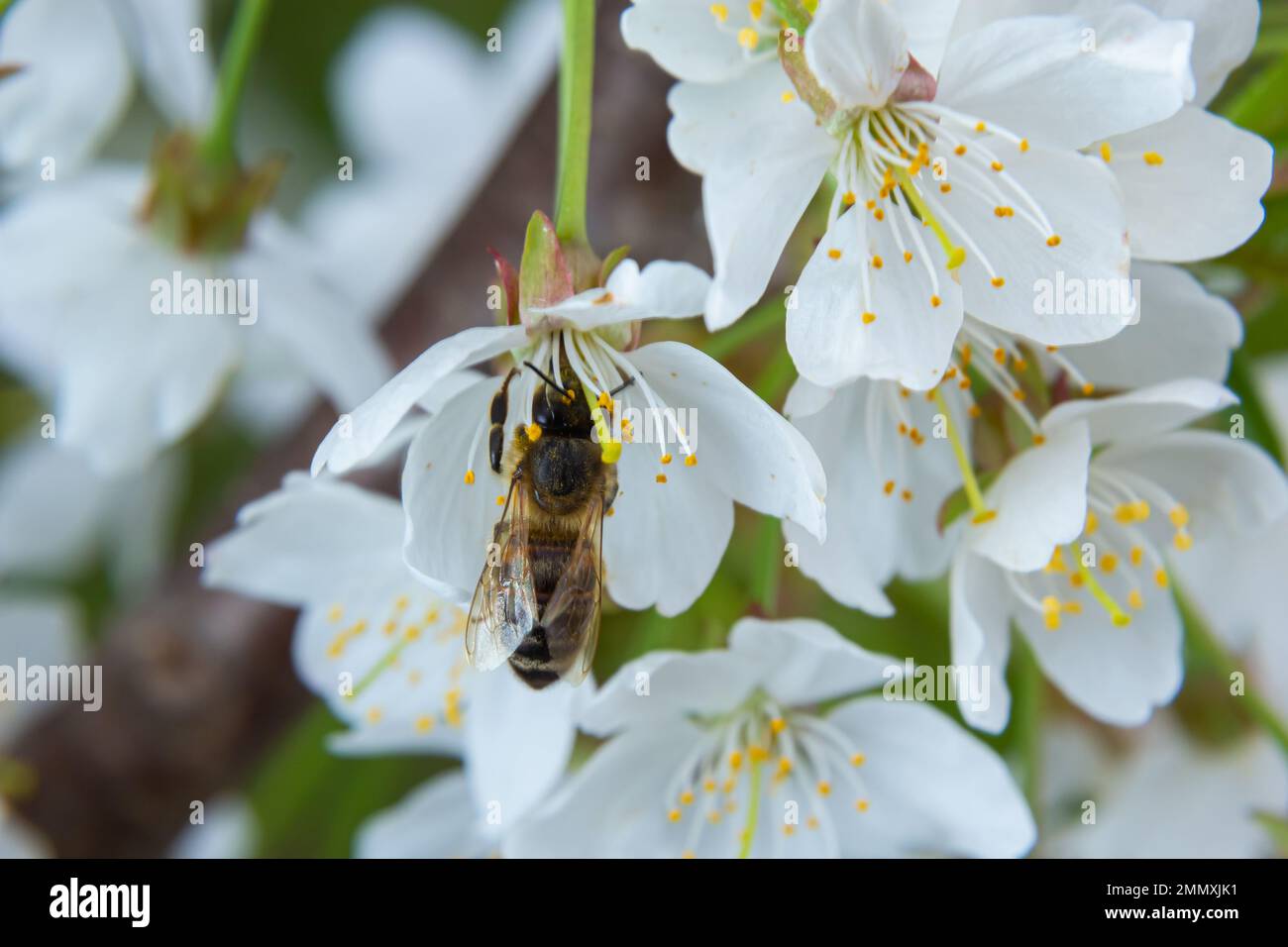 a honeybee collects honey on white cherry blossoms Stock Photo - Alamy