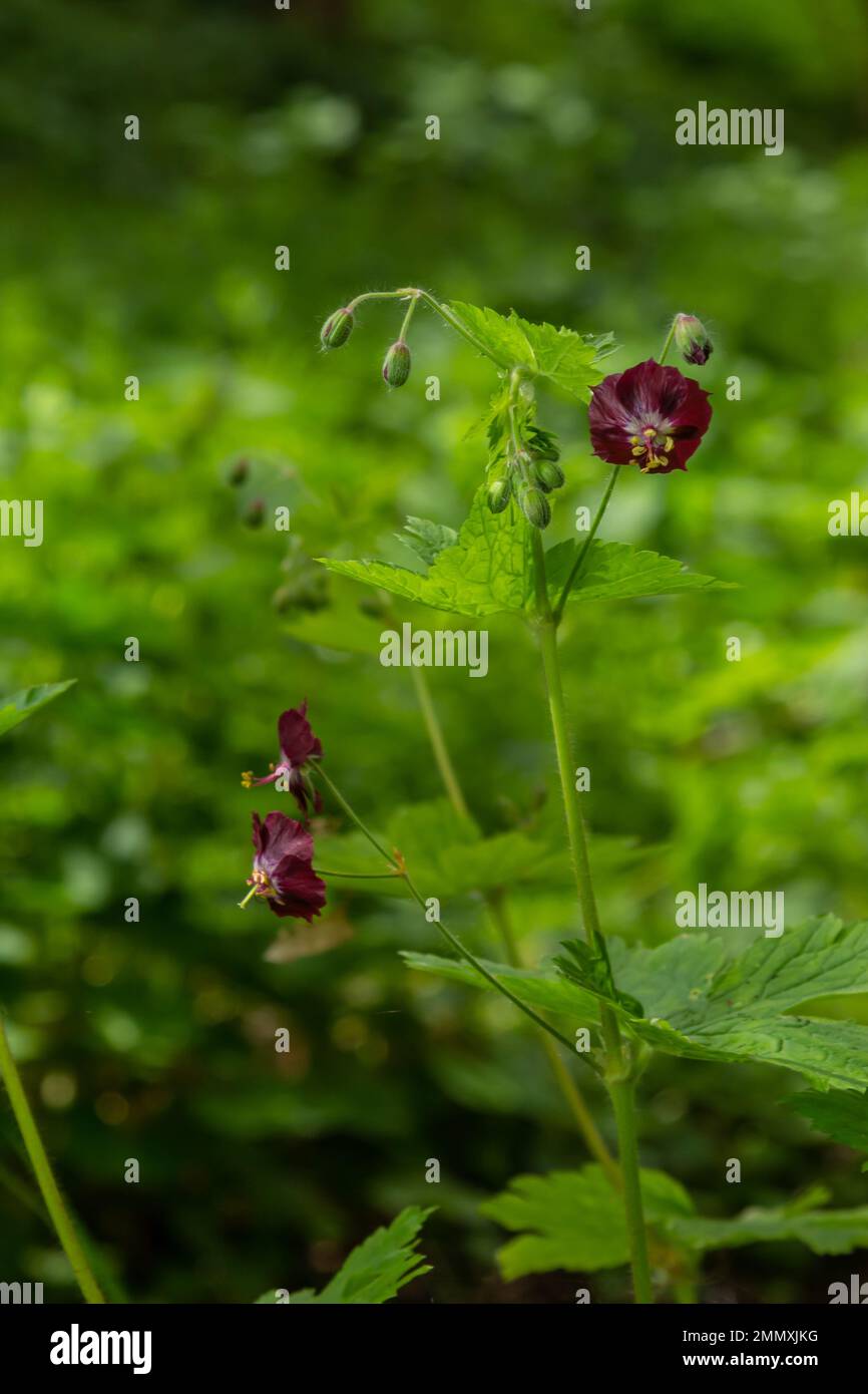 license Billable reservoir Geranium phaeum springtime hi-res stock photography and images - Alamy