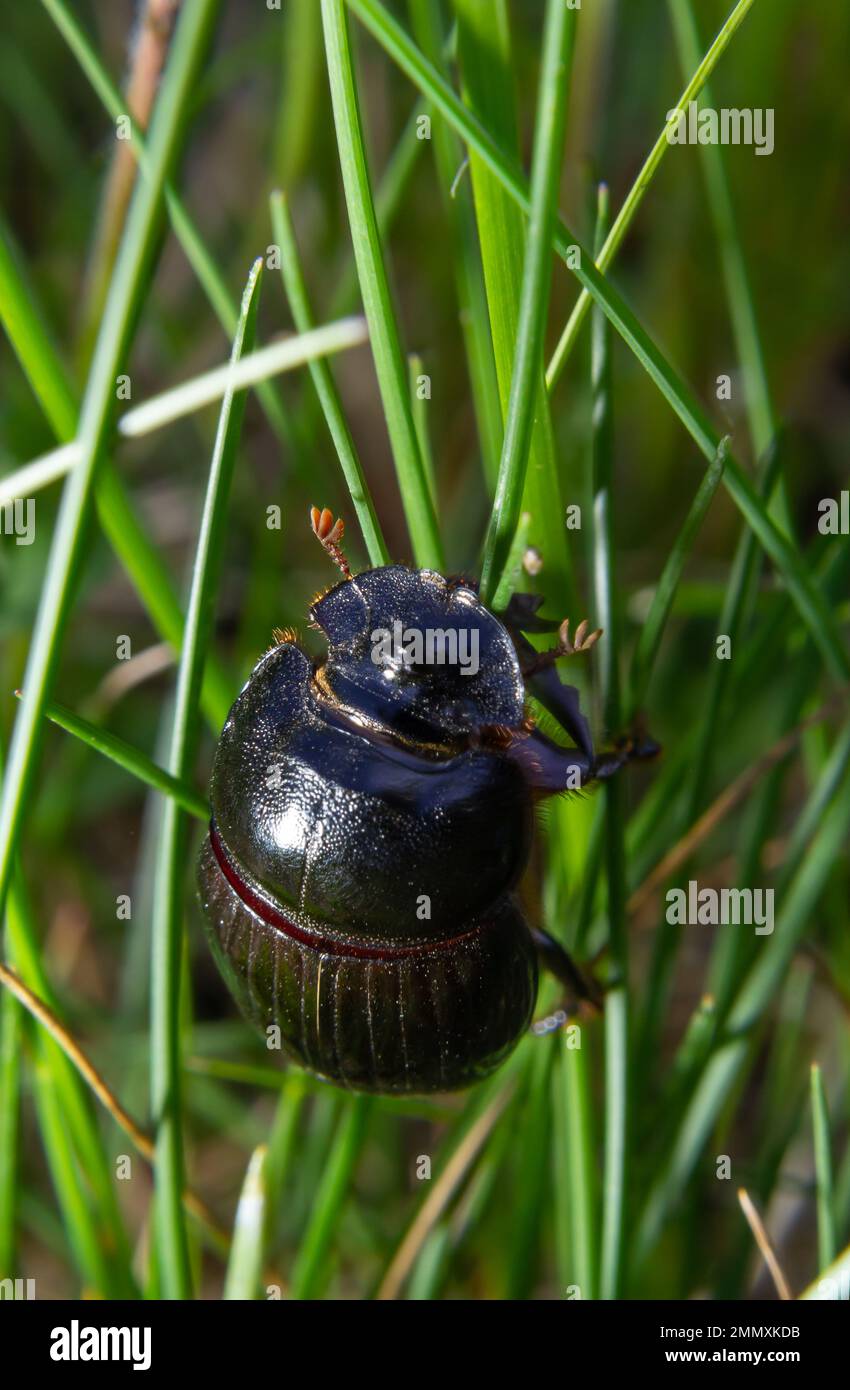 A black beetle with a long horn in a natural enviroment. Scarabaeidae family. Copris hispanus. Stock Photo
