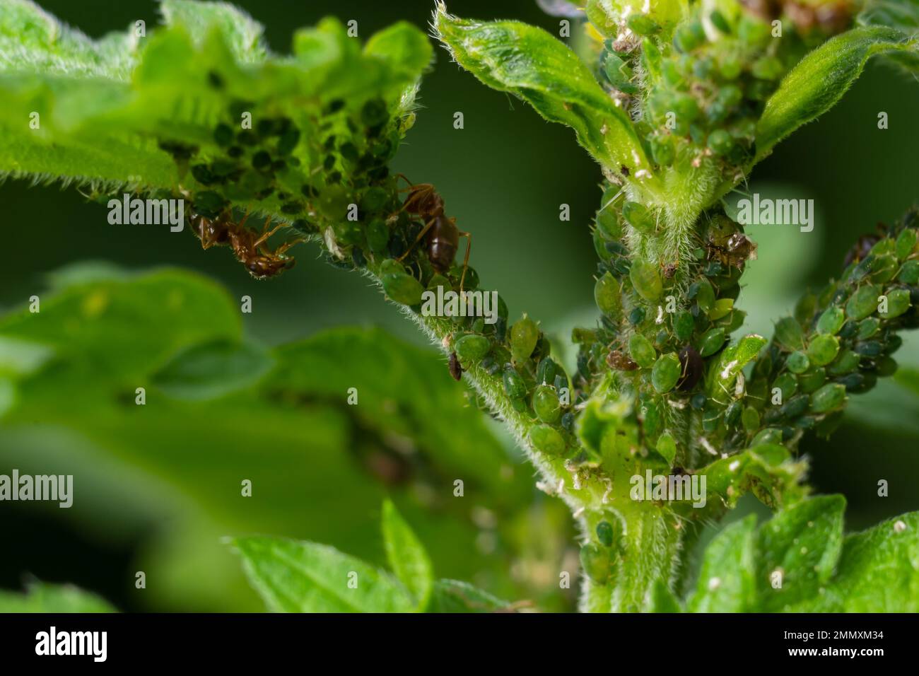 Aphids curled foliage, close up Leaf curled on cherry tree, Prunus sp