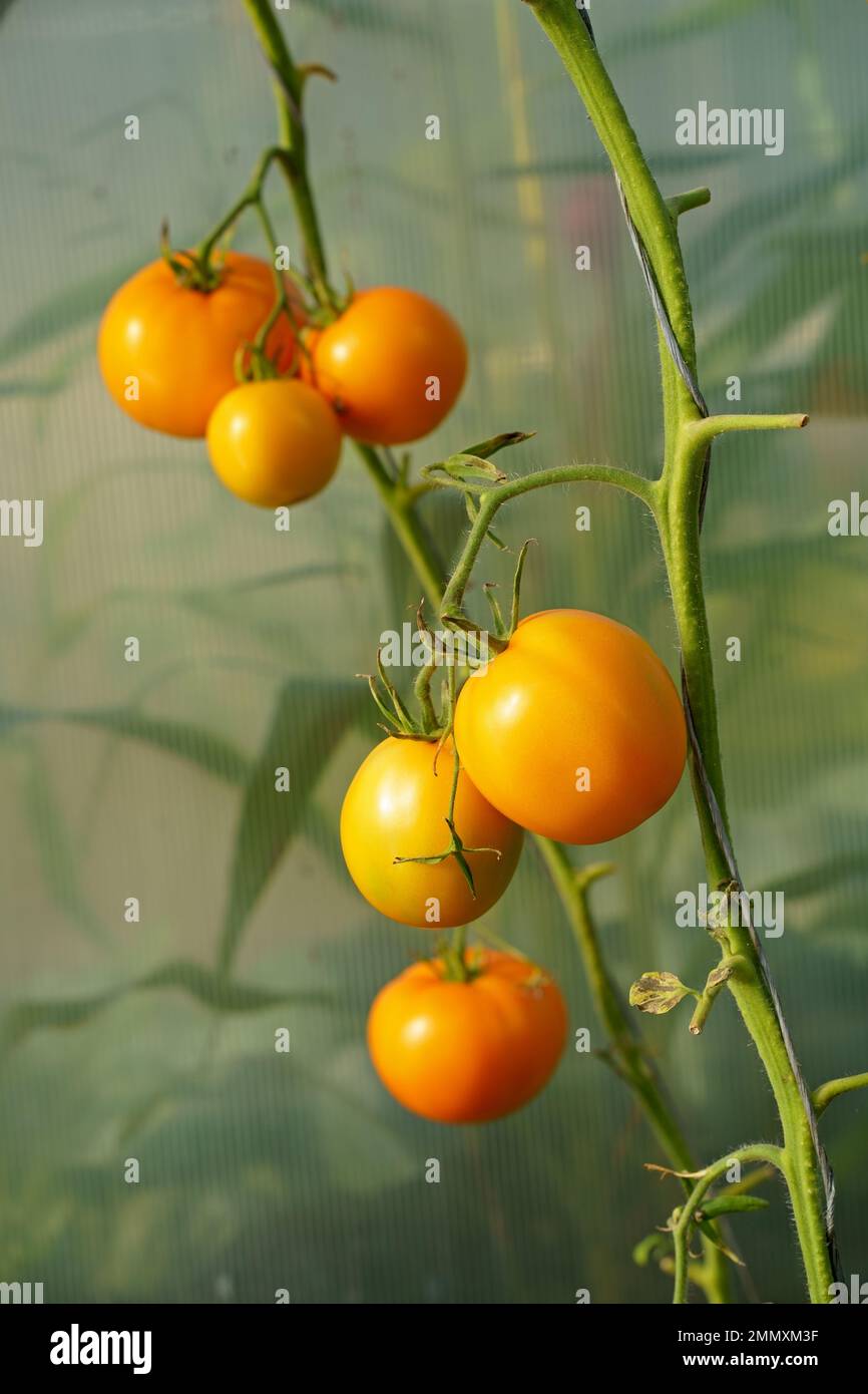 Yellow tomatoes of varying ripeness grow in a polycarbonate greenhouse. Growing organic tomatoes Stock Photo