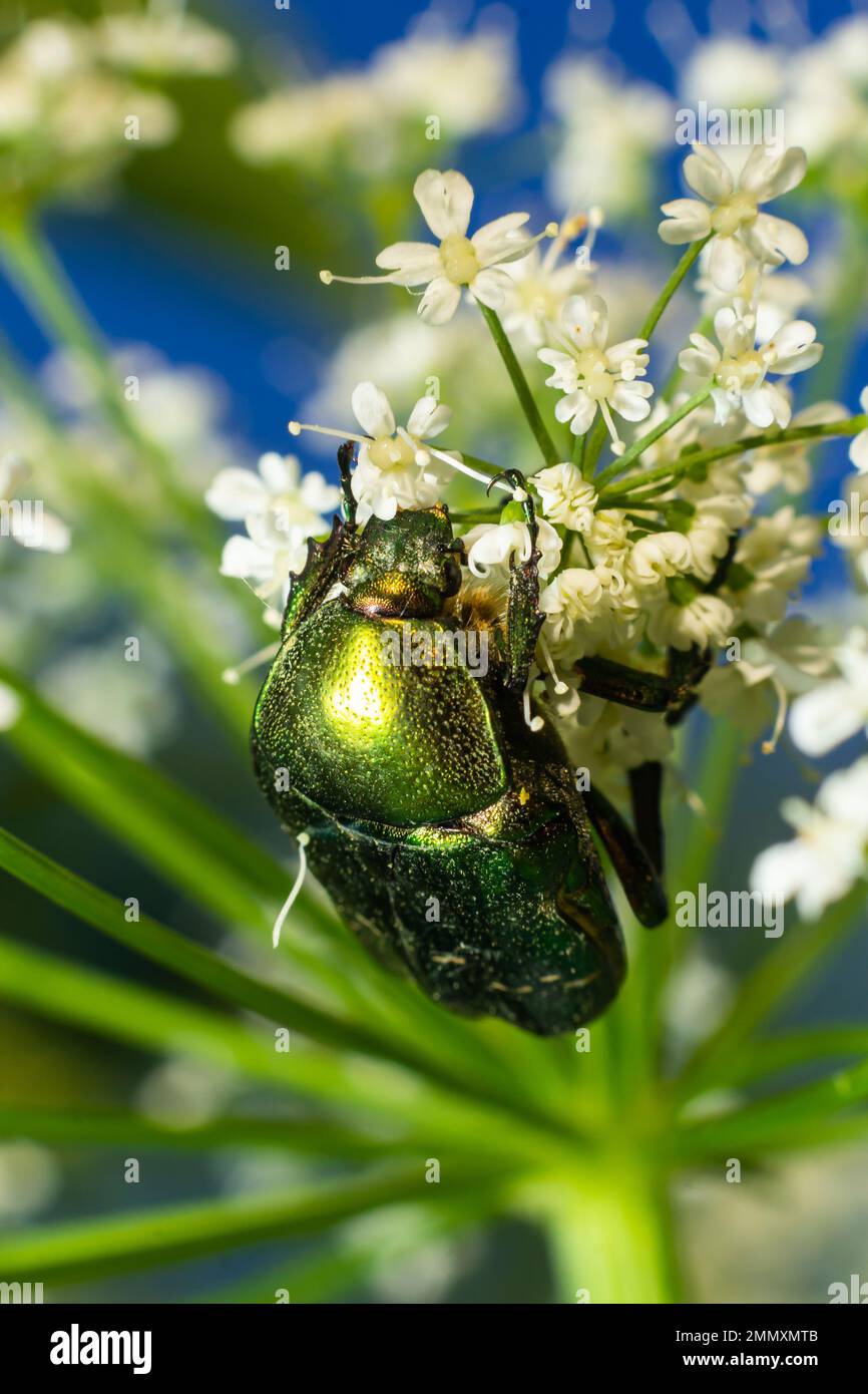 Insect bug protaetia beetle hires stock photography and images Alamy