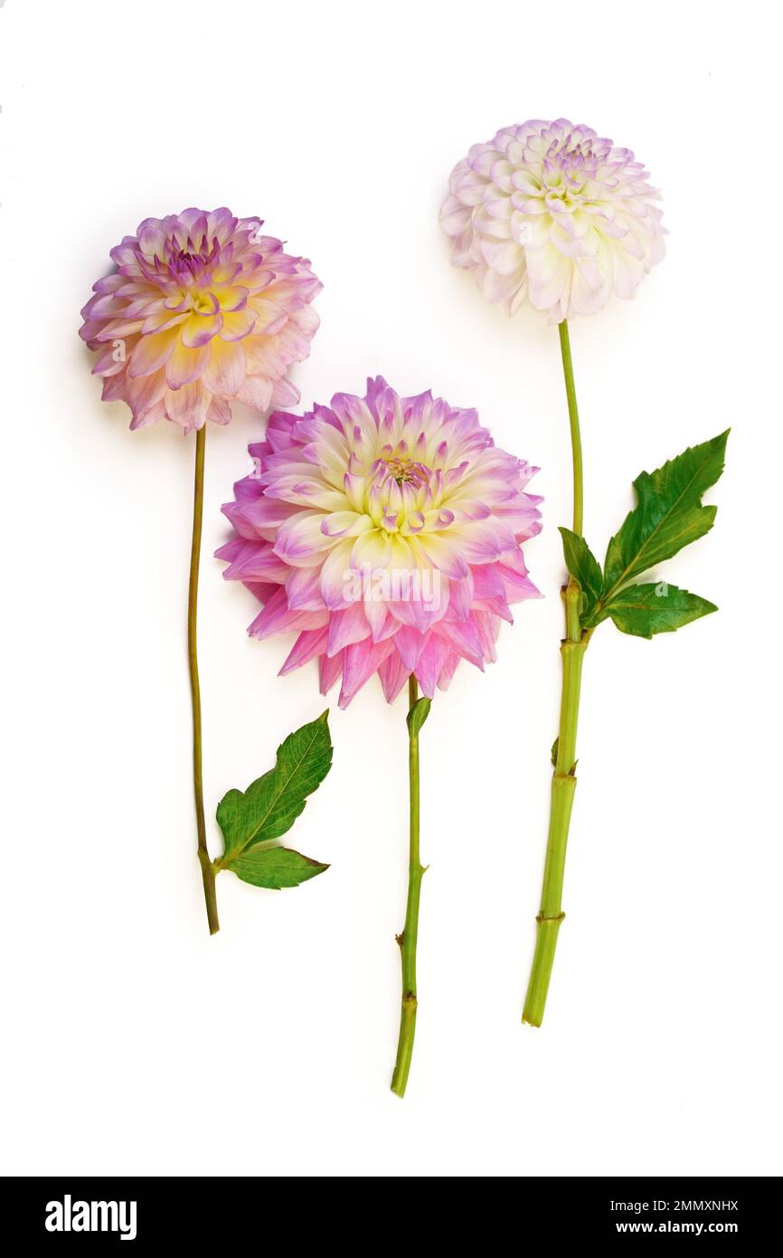 Beautiful pink dahlia bunch isolated white Stock Photo - Alamy