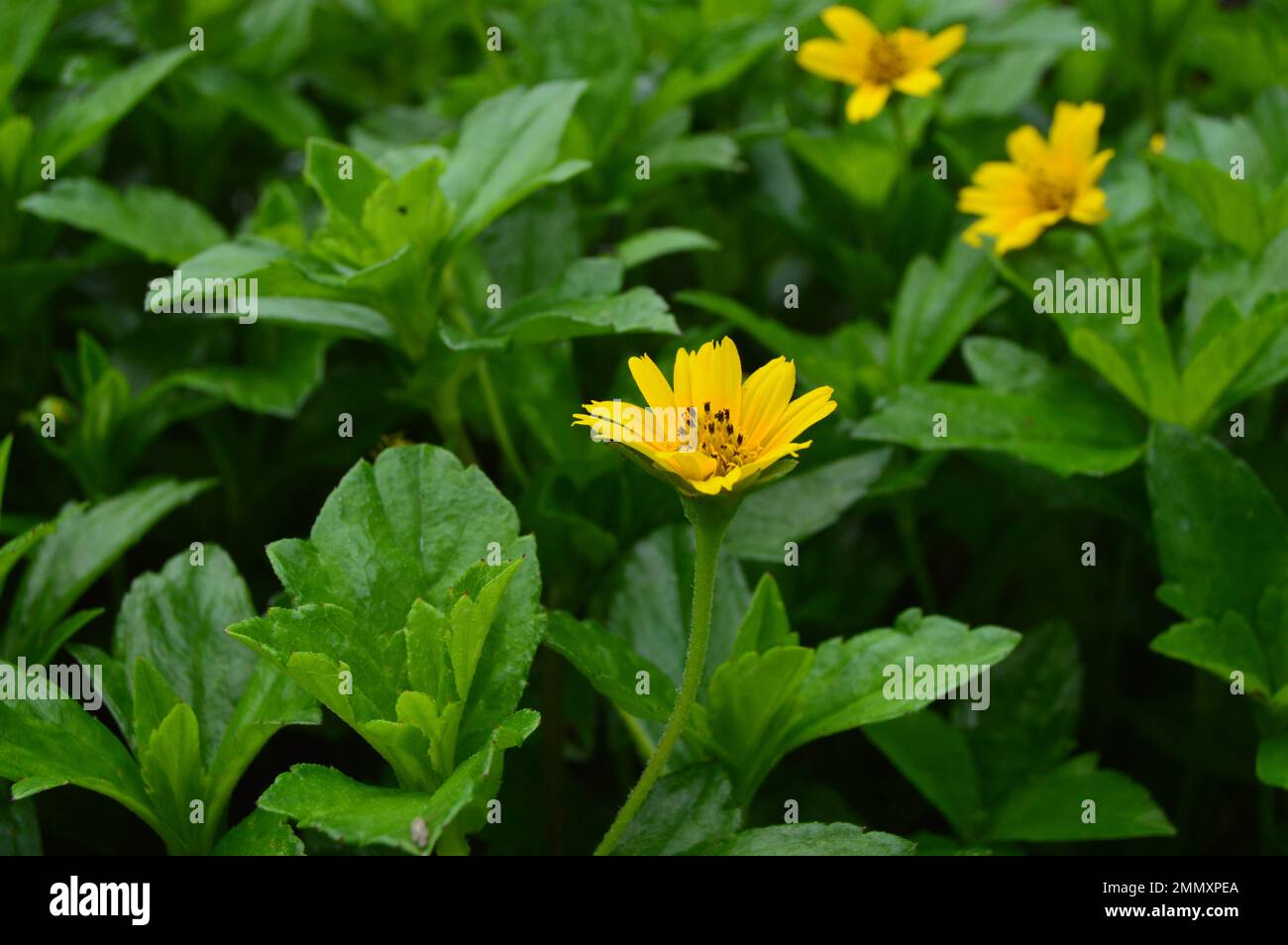 Portrait of Wedelia or Sphagneticola trilobata flowers. Mini sunflowers. Ornamental plants for garden or outdoor areas. Stock Photo