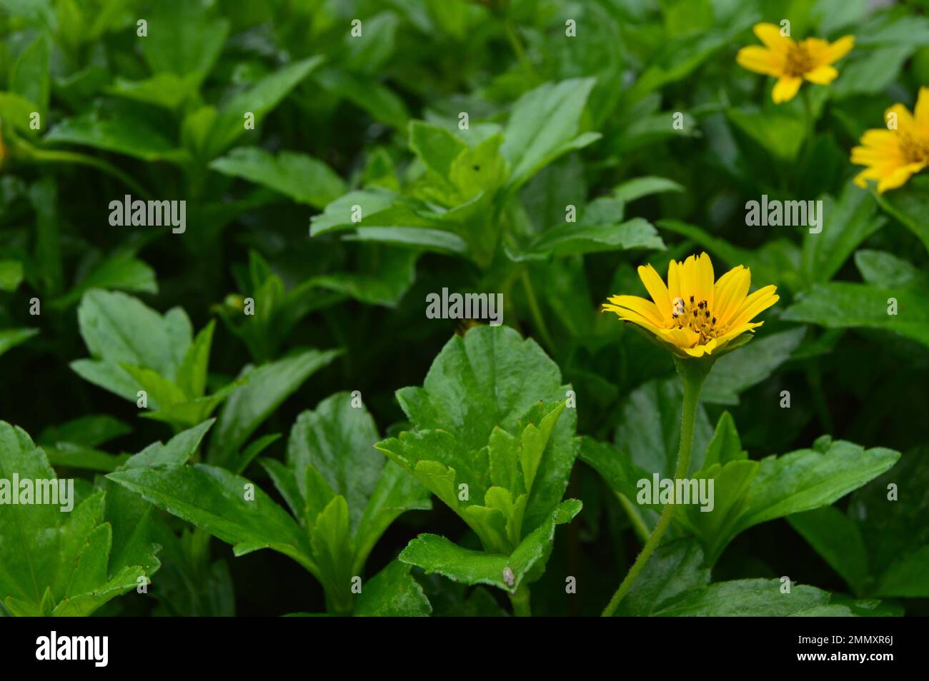 Portrait of Wedelia or Sphagneticola trilobata flowers. Mini sunflowers. Ornamental plants for garden or outdoor areas. Stock Photo